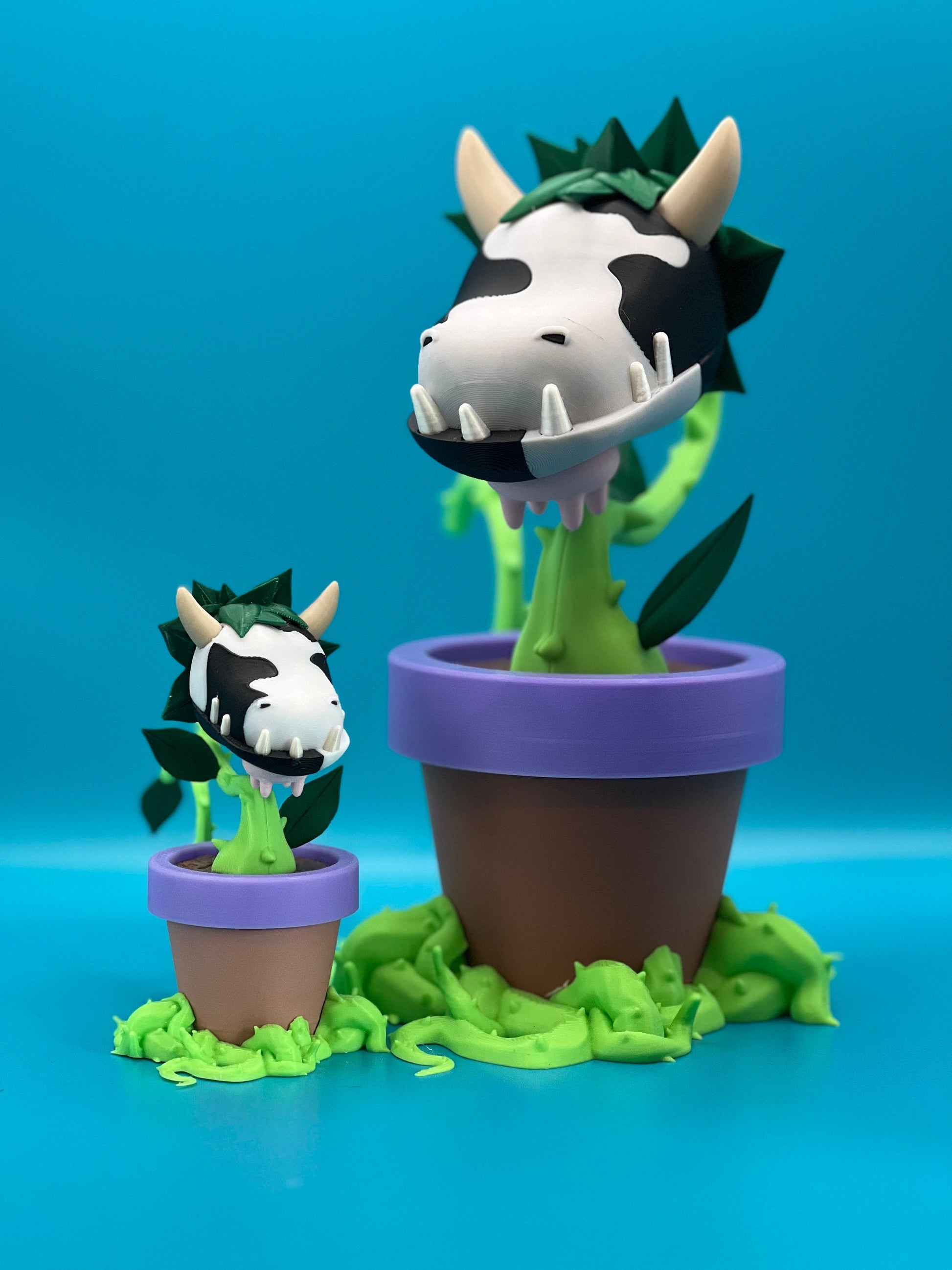 Baby Cow Plant